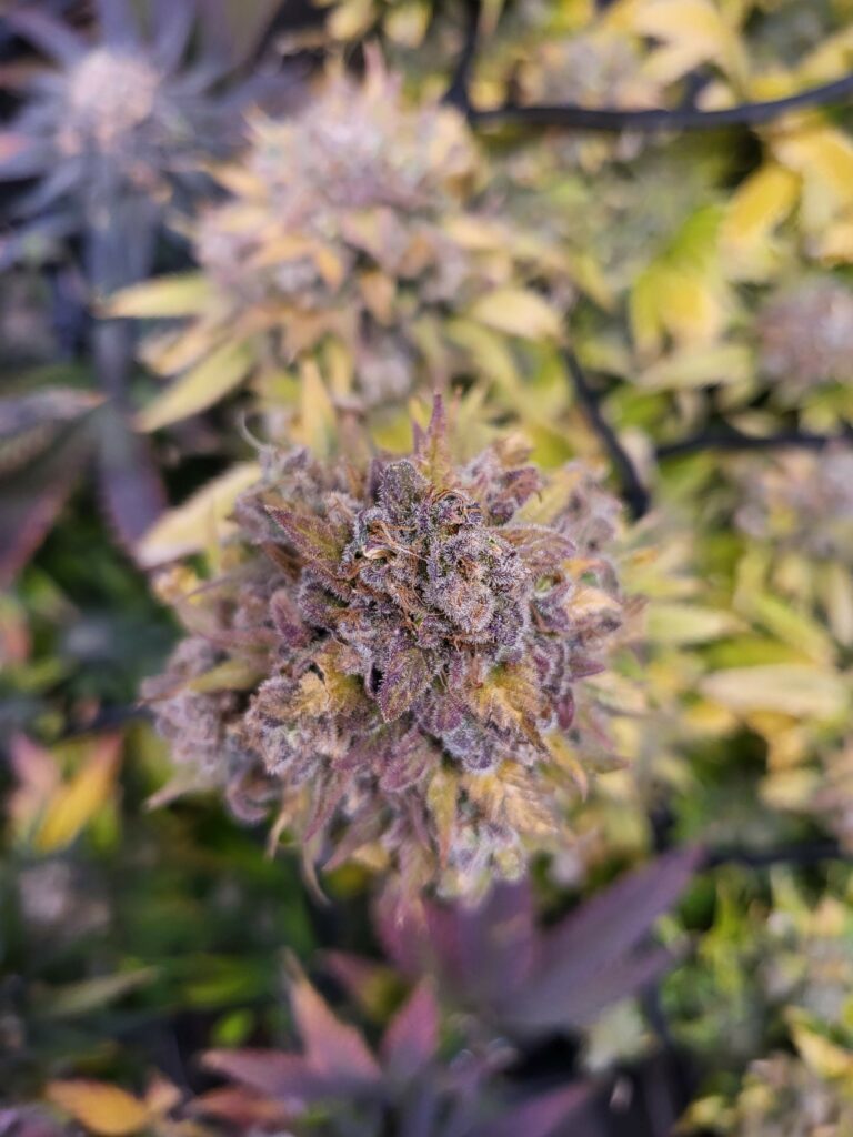 GELATO-K - Sativa - Kannabia - WWW.SEEDS-BANK.CZ JIHLAVA